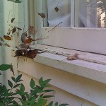 home inspection rotted window